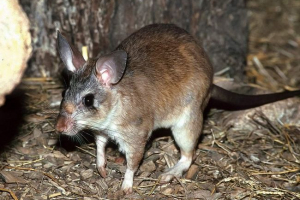 Malagasy giant rat - a madagaszkár lakói